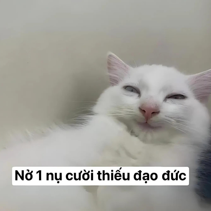 Meme mèo cười nhếch mép giả trân thiếu đạo đức