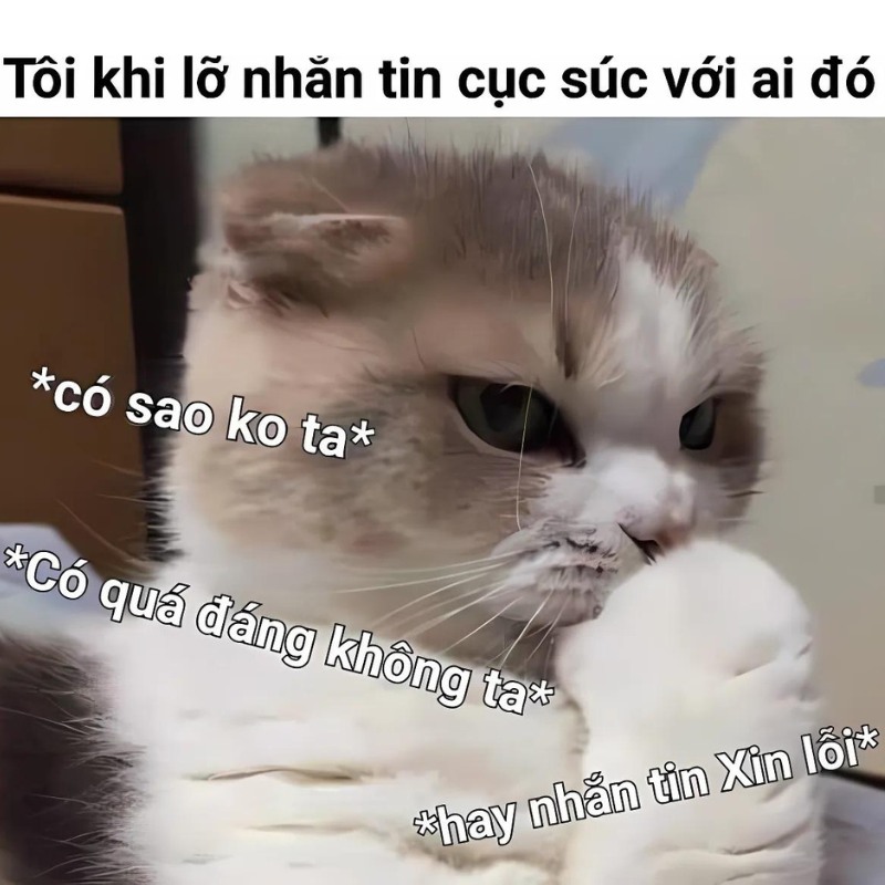 Meme mèo che miệng tội lỗi