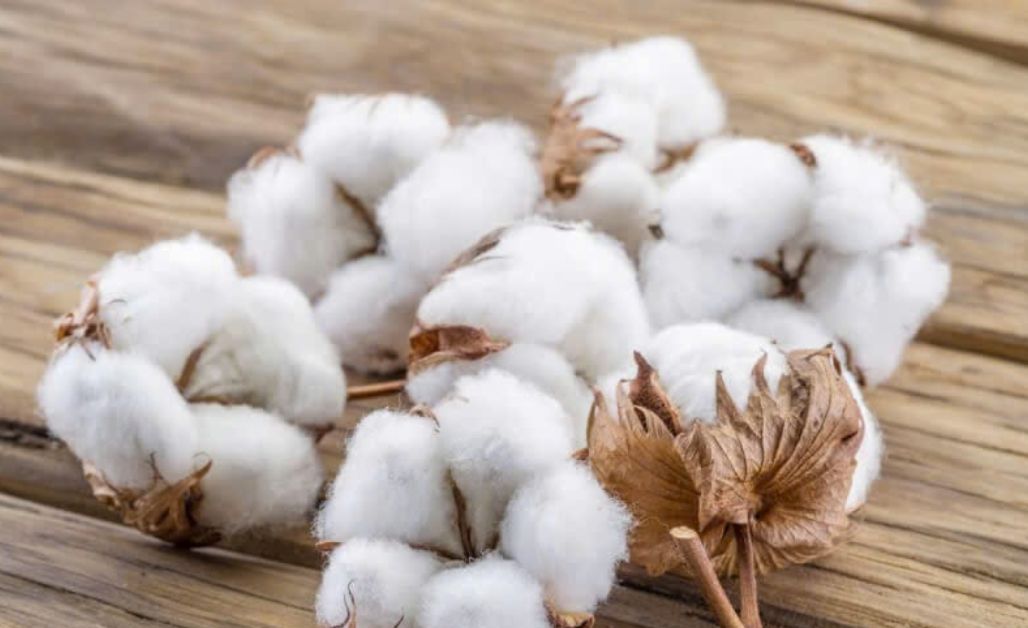 Một trong những giải pháp hiệu quả nhất để giảm lượng nước trong sản xuất cotton chính là sử dụng bông hữu cơ (organic cotton). 