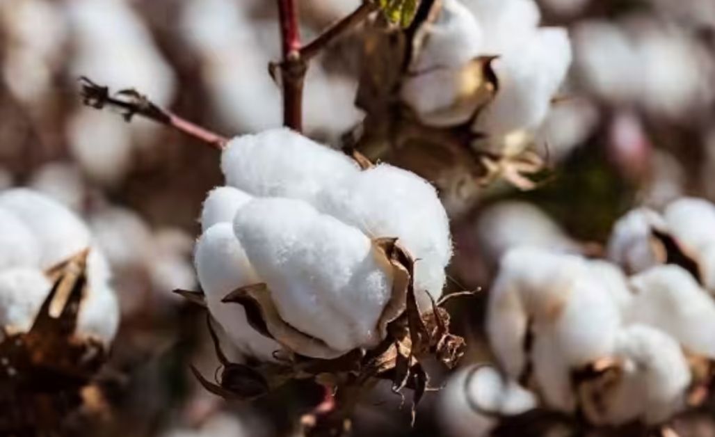 Cotton tái sinh là loại bông được trồng tại các trang trại sử dụng phương pháp nông nghiệp tái sinh.
