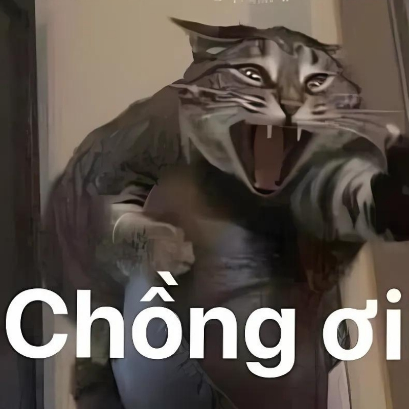 Ảnh chế meme mèo cười bựa