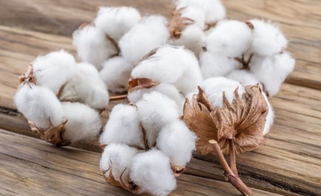 Vải cotton là loại vải được dệt từ sợi bông tự nhiên, có nguồn gốc từ cây bông (cotton plant). 
