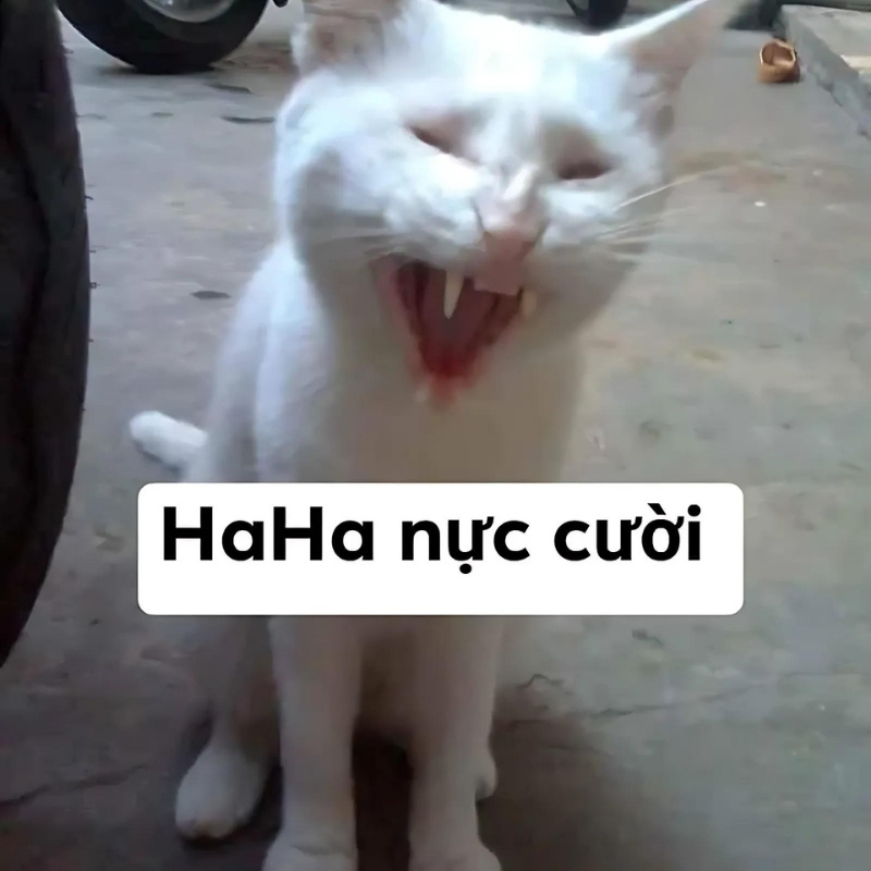 Meme mèo cười nhe răng siêu giả trân