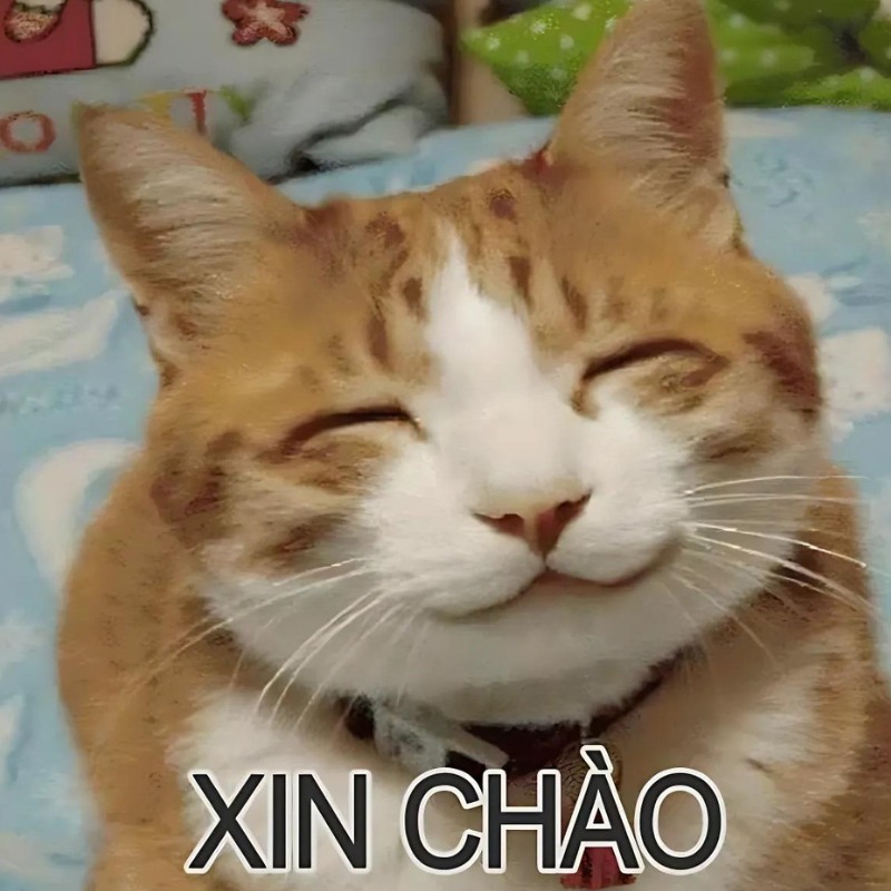 Ảnh chế meme mèo cười bựa