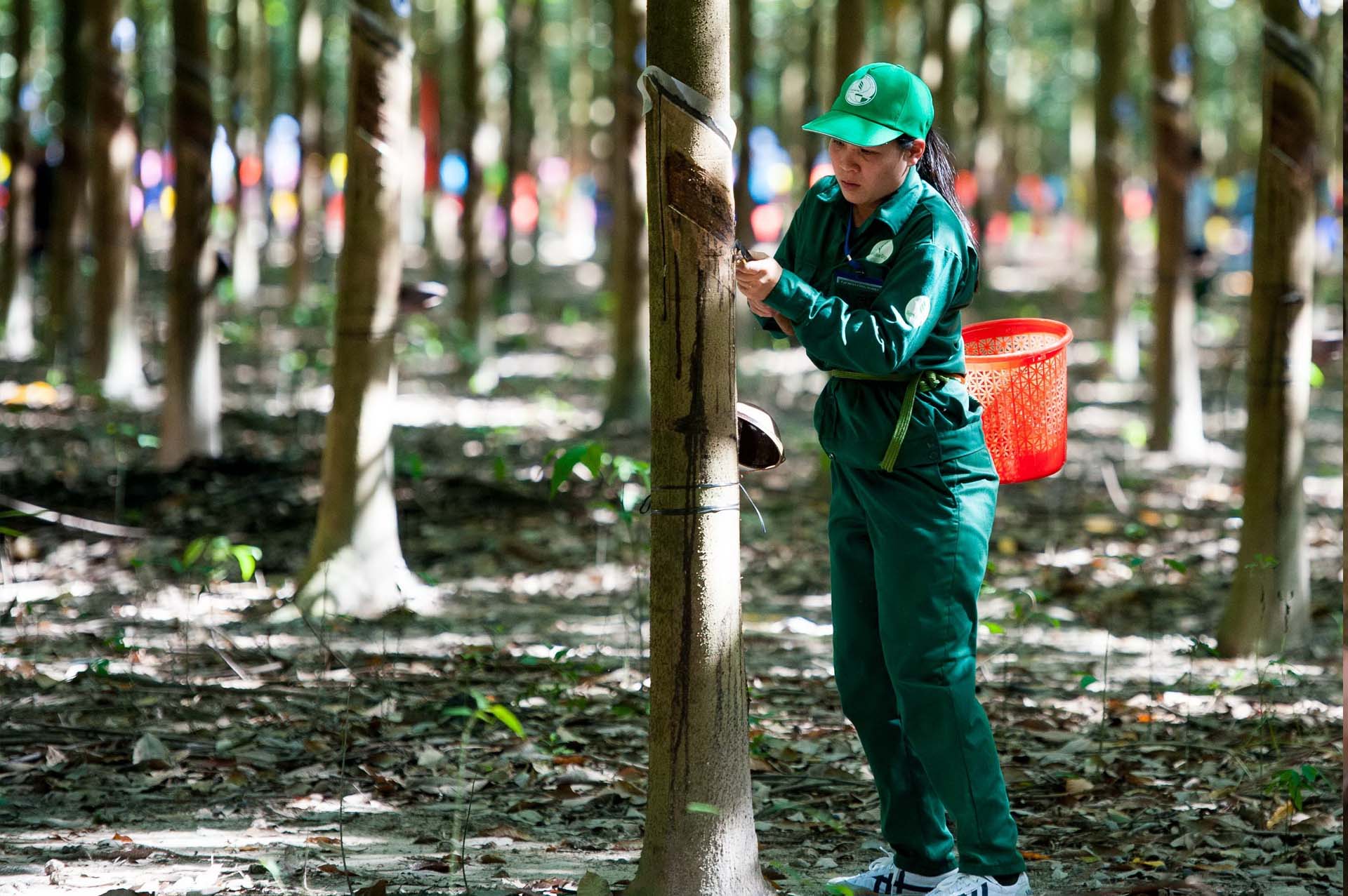 Những tiềm ẩn độc hại từ nghề nghiệp cạo mủ cao su 